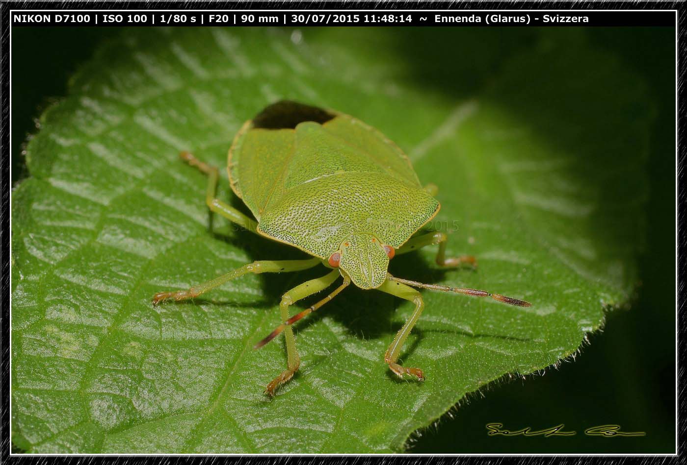Adulti di Palomena sp.?
